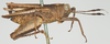 CollectionObject 1580298; 223222a7-b9b0-4ab2-8894-eee681f9f696: female, lateral view (paratype of Phaestus sumatrensis). (CollectionObject).