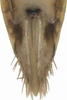 Ovipositor: !! display not done !! on Maiestas oryzae (Matsumura, 1902): Ovipositor. (Observation).