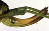 CollectionObject 1501843; 2819906c-3210-4edf-91ca-39b24546d431: ovipositor (allotype). (CollectionObject).