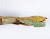 CollectionObject 1558334; 3dffb3fa-b8d8-4ef0-bd2b-8b9e1a206d72: copyright ANSP. female: end of abdomen, lateral view (holotype). (CollectionObject).