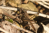 FieldOccurrence 685; 7333545e-ed95-434b-98eb-a7830f28d5b8; Eberfirst, 2025/09/10: female. (FieldOccurrence).