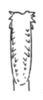 Aedeagus, dorsal view on Cyphonia longispina Sakakibara, 1968: (Observation).