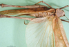 CollectionObject 1500369; 614ca711-6f24-4b58-91ef-ce4d4f6326e4: female, dorsal view (holotype). (CollectionObject).