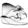 Pygofer, lateral view: !! display not done !! on Paraphlepsius (Gamarex) abruptus (DeLong, 1938): Pygofer, lateral view. (Observation).