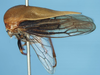 Habitus, lateral view on Darnoides impressus Stål, 1870 now Darnoides limbata Fairmaire, 1847: (Observation).