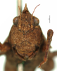CollectionObject 1567869; fab4d06f-3aeb-41a1-bc39-7982f37b1856: female, frontal view. (CollectionObject).