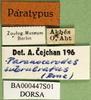 CollectionObject 1502757; e0ecd209-cc1f-4c8d-8025-b21867d6579c: labels (paratype). (CollectionObject).