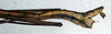 CollectionObject 1557634; NMW 76, 813d1ceb-a20f-4297-a02a-34e68775d47e: copyright NMW. male: end of abdomen, lateral view (non type). (CollectionObject).