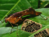 female (Costa Rica, Heredia Prov., La Selva). Depicts Dolichocercus latipennis (Brunner von Wattenwyl, 1891), an Otu.