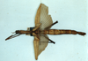 copyright MNHU. female of synonym Cyphocrania herculeana (holotype). Depicts CollectionObject 1558777; 6beb8db3-2d89-4c24-b4e8-702486cd2880, a CollectionObject.