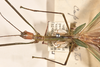 CollectionObject 1560538; 4b044015-c34f-4d17-a01d-a66c7f2b4151: copyright OUMNH. male: head & thorax, dorsal view (holotype). (CollectionObject).