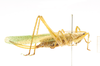 CollectionObject 1578249; f0256413-f19a-41e0-9e5a-b2f89cd57c6c: female, lateral view. (CollectionObject).