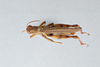 CollectionObject 2868653; CNCI 981387, b04e2dbc-3bbb-4c1f-9a8b-db6d4ae06340: Xenocatantops brachycerus. Dorsal view. (CollectionObject).
