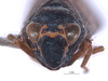 Head on Dialodia pectinata (Nielson, 1982): (Observation).