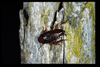 Paratemnopteryx Saussure, 1869: Copyright David Rentz. Paratemnopteryx sp. Sutton, ACT, Australia. (Otu).