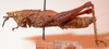 CollectionObject 1543669; a58832f4-f0f1-4b60-bab3-e38cad3ad036: female, lateral view (lectoallotype). (CollectionObject).