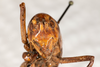 CollectionObject 1537339; 61d365f1-11bd-44b2-ab9d-920770231826: female, anterior view (syntype #1). (CollectionObject).