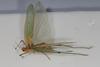 CollectionObject 2376978; bb371f53-4fb4-4895-8d57-75e746bdada8: male, dorsal view (syntype). (CollectionObject).