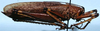 CollectionObject 1522280; 80370c71-c35a-44a7-b89f-cfa529e8d45d: female, lateral view (holotype). (CollectionObject).