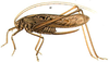 Mecopoda elongata (Linnaeus, 1758): female habitus. (Otu).