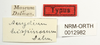 CollectionObject 1529982; ef2ecb05-d94a-4209-b613-2b69e4d95bb8: labels (holotype). (CollectionObject).