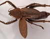 CollectionObject 1534546; f649ad2b-bec5-4fe1-94b6-fc317d6b3723: female, dorsal view (holotype of Choeroparnops platythorax). (CollectionObject).