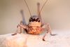 Pholidoptera dalmatica dalmatica (Krauss, 1879): female in frontal view (from Croatia, Pag Isl.). (Otu).