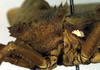 CollectionObject 1500340; 1bddc9bd-baaf-48f9-b714-5ad9d0eaca3e: female pronotum, lateral view (lectotype). (CollectionObject).