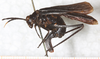 CollectionObject 1552410; NMW 7428, e5ac5f2f-9d86-49d8-a27b-69c1f0060cb4: female, lateral view. (CollectionObject).