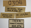 Other on Athysanella (Amphipyga) reticulata (Osborn, 1930): Labels - Female. (Observation).