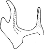 Aedeagus, lateral view on Arboridia (Arboridia) simillima (Wagner, 1939): Aedeagus, lateral view. (Observation).