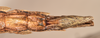 CollectionObject 1562346; 264691cf-adec-43e9-bdc3-24788b6afd26: copyright OUMNH. female: end of abdomen, ventral view of Xeroderus kirbii (lectotype). (CollectionObject).