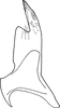 Stylus: !! display not done !! on Maiestas horvathi (Then, 1896): Stylus. (Observation).