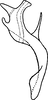 Aedeagus, lateral view on Arboridia (Arboridia) remmi (Vilbaste, 1968): Aedeagus, lateral view. (Observation).