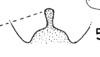Pygofer, ventral view: (Observation).