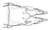 Conometopus sulcaticollis (Blanchard, 1851): Fig. 14. female abdomen tip, ventral view. (Otu).