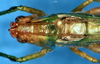 CollectionObject 1505296; b2c12a94-f863-44c5-a9aa-140f0258f658: male, dorsal view (holotype). (CollectionObject).