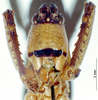 CollectionObject 1534038; fc482230-8b92-406b-a716-672b1f586a78: male frons. (CollectionObject).