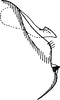 Pygofer, lateral view on Empoascanara (Empoascanara) yaya Dworakowska, 1992: Pygofer lobe, lateral view. (Observation).