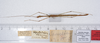 CollectionObject 1562558; 95098f74-6b7d-4b0f-a406-c0c7acc673ac: copyright ZMUH, Hamburg. male, dorsal view (syntype). (CollectionObject).