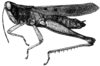 Maculiparia annulicornis (Stål, 1873): Fig. 19. male habitus. (Otu).