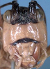 CollectionObject 1531899; 4cea90fd-bddb-4291-8fe2-d0f029f015b4: male face (syntype). (CollectionObject).
