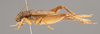 CollectionObject 2804354; 3ddd5b05-ad15-4738-8f26-5fcf75536a35, FCE- GY 76, occurrenceID:- GY 76: (CollectionObject).