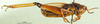 CollectionObject 1501417; c59db8bd-1df8-4366-91ac-93d77b4283cc, DORSA BA000817S01: male, lateral view (holotype). (CollectionObject).