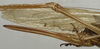 CollectionObject 1535130; 9ee3ed8b-2a5a-487e-8c6d-944c529e648b: ovipositor (holotype). (CollectionObject).