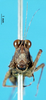 CollectionObject 1580792; fbb73512-c3e9-4375-8f94-7f7ee6284bcd, DORSA EXbolexiP01: female, frontal view (syntype of Bolotettix exiguus). (CollectionObject).