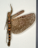 CollectionObject 1561358; 95b1cf49-2a4a-4571-84bc-429fba99cabd: copyright MIZ, Warsaw. male, ventral view (syntype). (CollectionObject).;CollectionObject 1561359; 7fea4d77-908e-4597-9734-c9a775e418e4: copyright MIZ, Warsaw. male, ventral view (syntype). (CollectionObject).