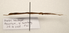 CollectionObject 1595842; d343d715-da45-487e-8906-7b4b024be8b1: copyright LKCNH Singapore. female, lateral view (holotype). (CollectionObject).