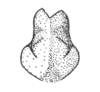 Ceuthophilus (Geotettix) caudelli Hubbell, 1936: Fig. 776. subgenital plate of male. (Otu).