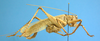 CollectionObject 1539170; UVCO 20716, cb689030-db3e-42ff-9c1a-cb3137eac97e: MUSENUV - 20716. male, lateral view. (CollectionObject).
